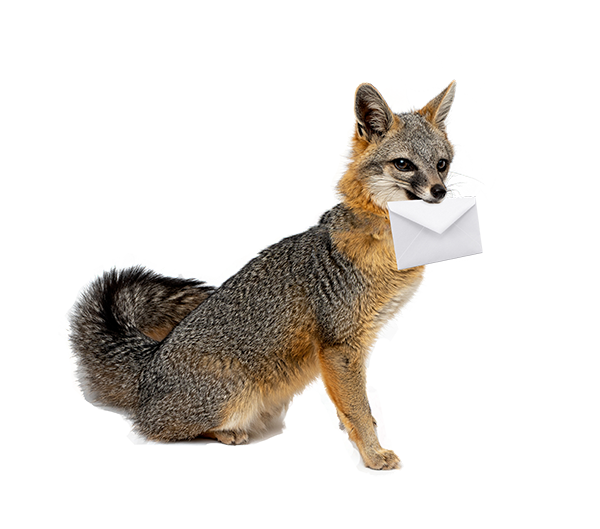 狐狸 with envelope in its mouth